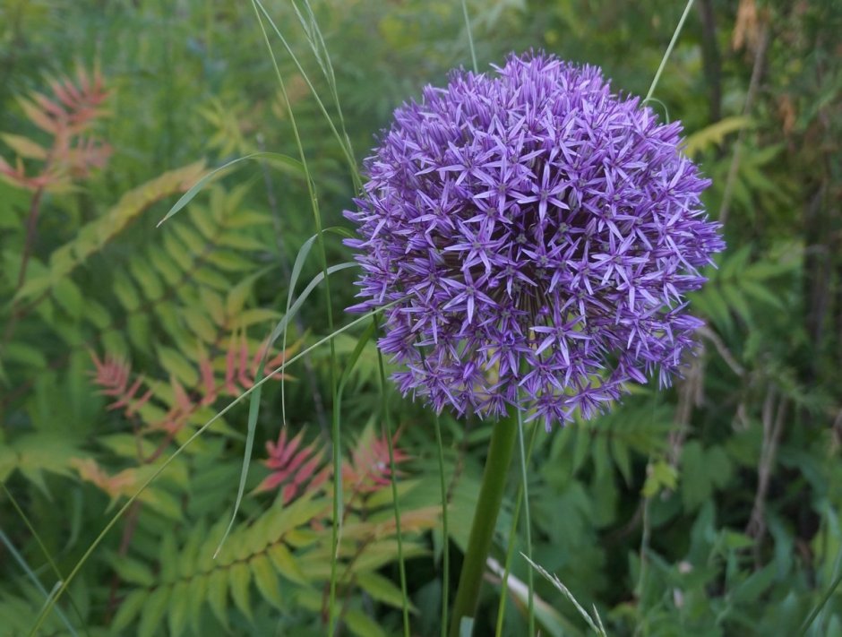 Allium komarowii