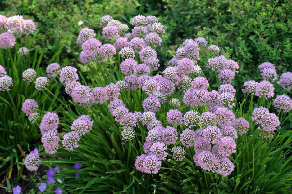 Allium senescens Summer Beauty