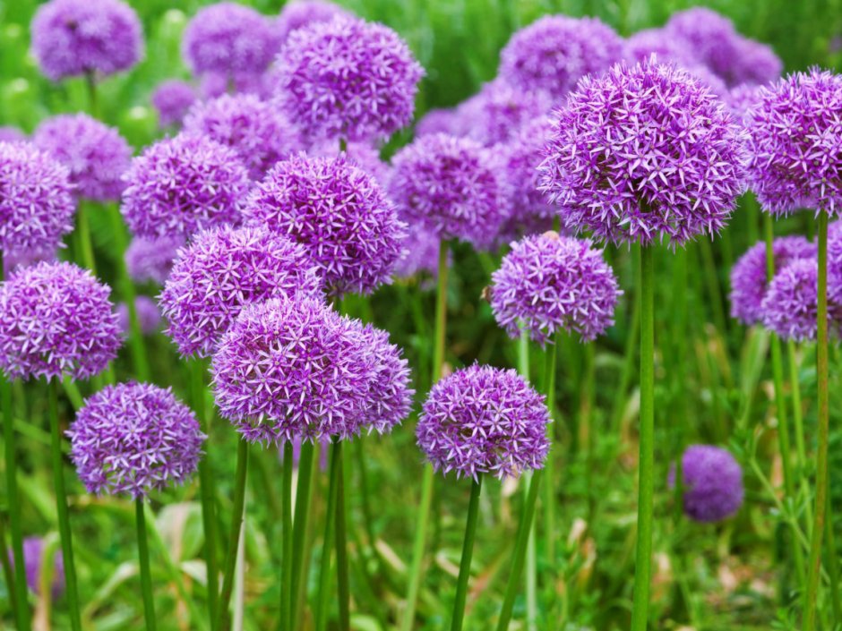 Allium schoenoprasum лук скорода