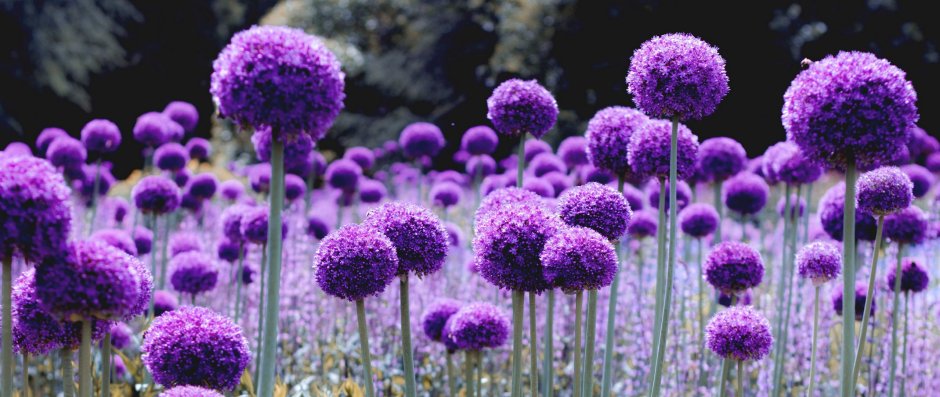 Лук голубой Allium caeruleum