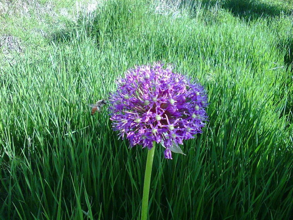 Рокамболь (Allium scorodoprasum)