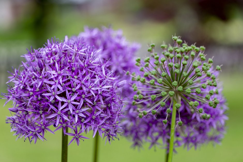 Allium delicatulum