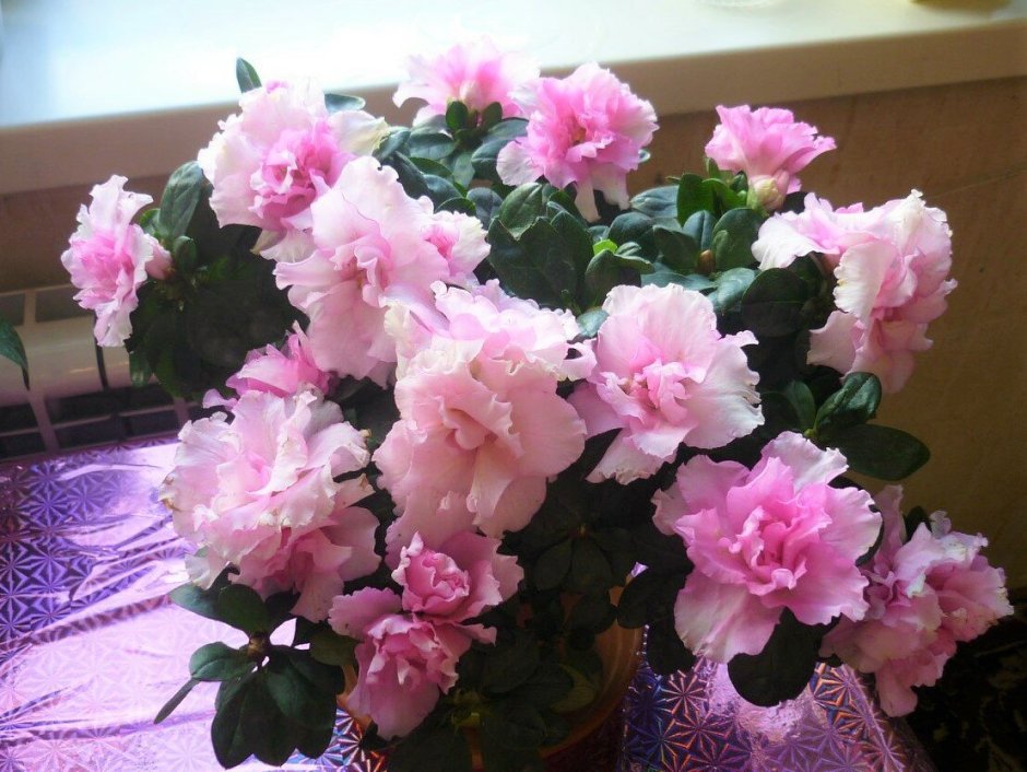 Азалия комнатная бледно розовая сорта