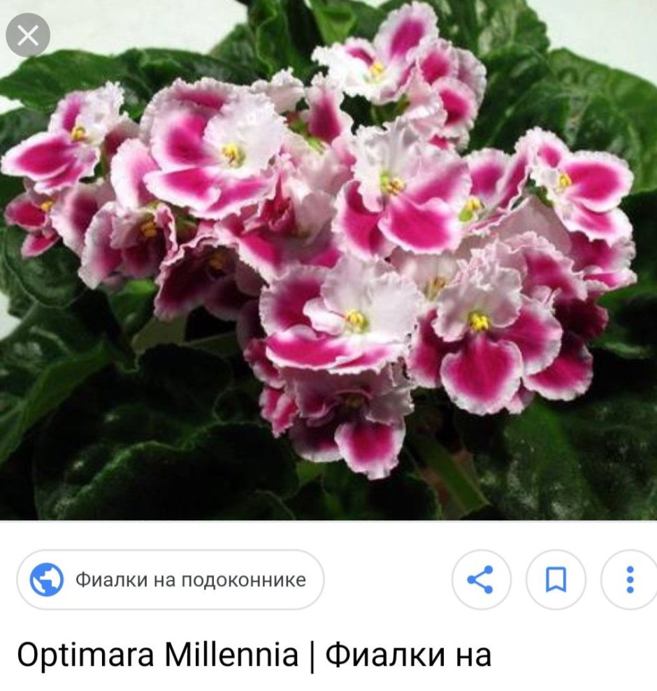 Фиалка Optimara Millenia