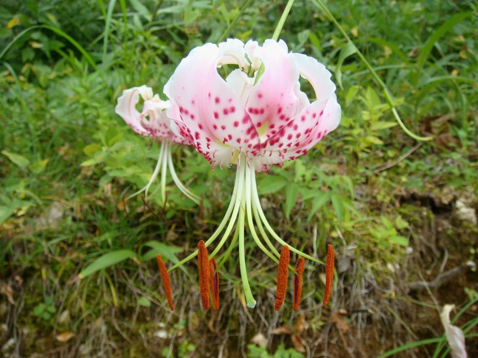 Lilium vireny