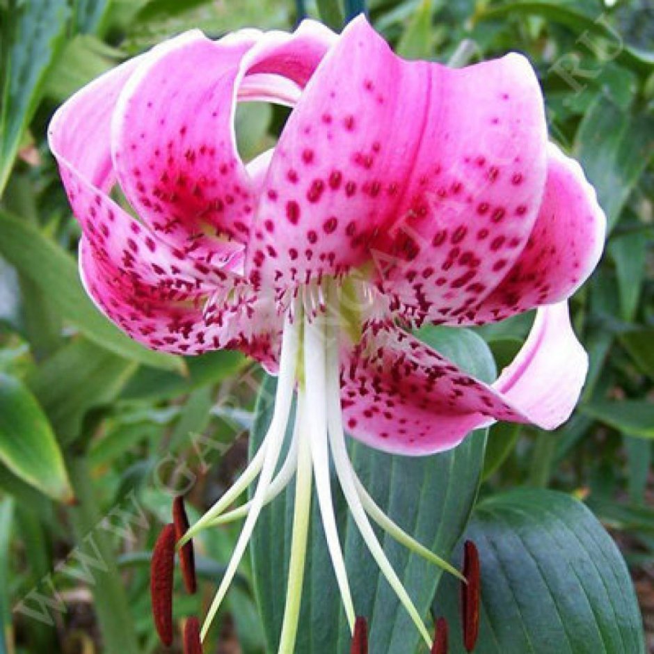 Лилия speciosum rubrum