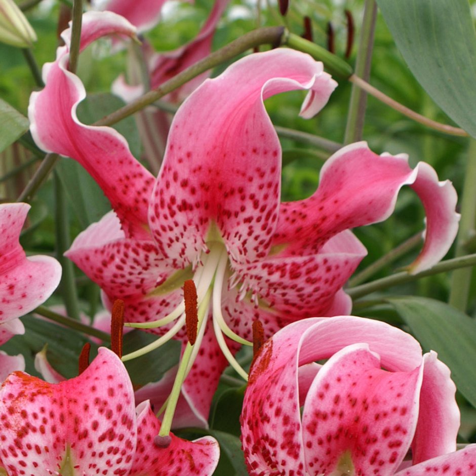 Лилия speciosum rubrum