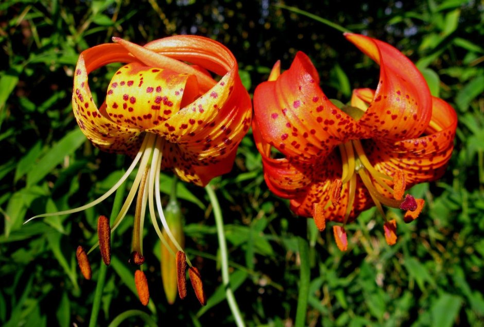 Лилия видовая Генри (Lilium henryi)