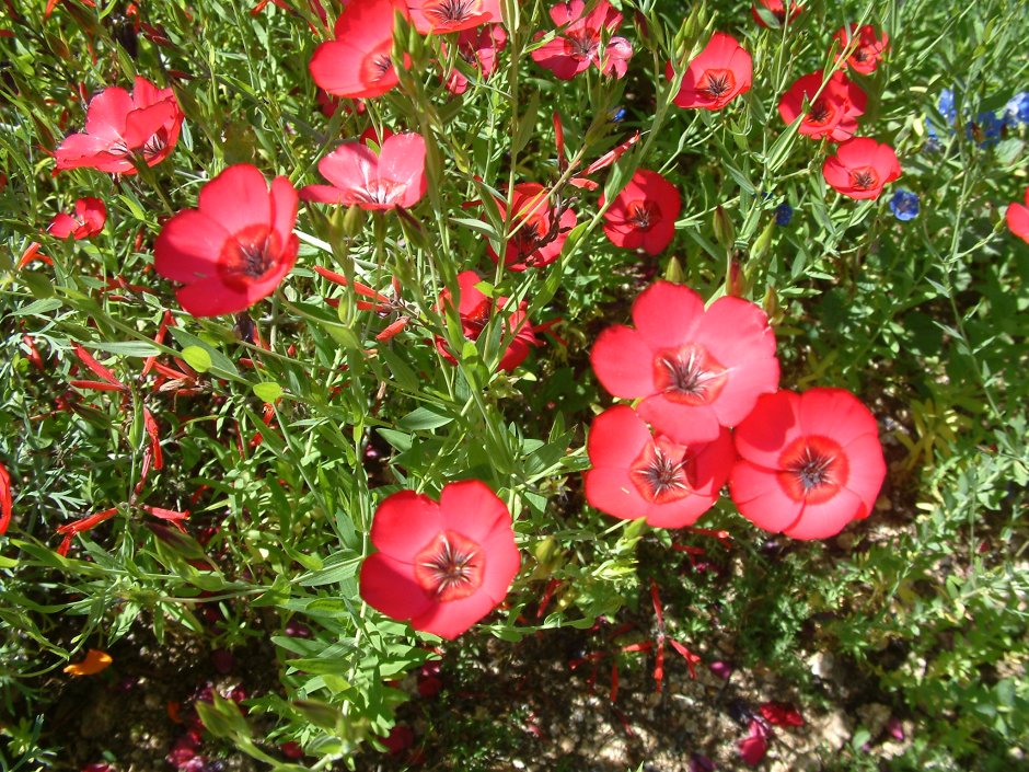 Лён крупноцветковый (Linum grandiflorum)