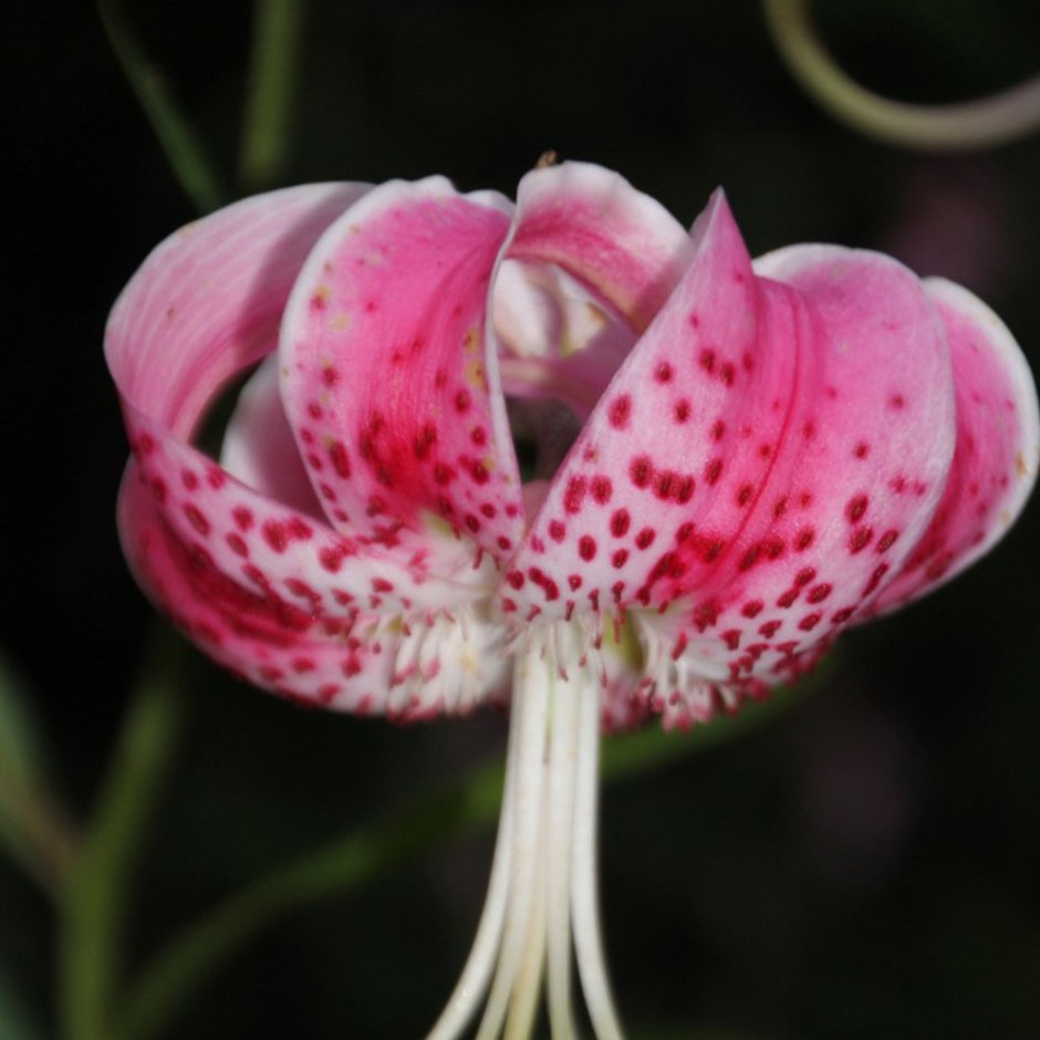 Лилия speciosum rubrum