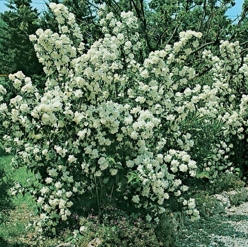 Чубушник Bouquet Blanc