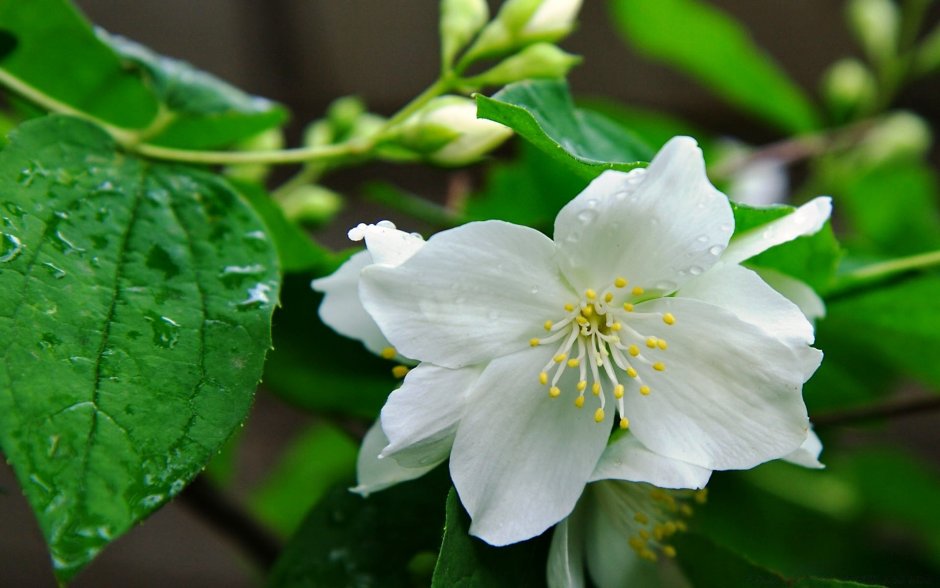 Цветок жасмина Jasminum