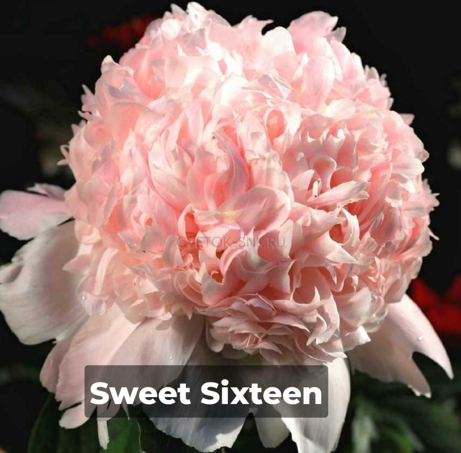 Sweet Sixteen пион