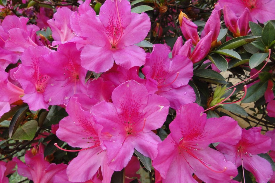 Азалия (рододендрон) (Azalea)