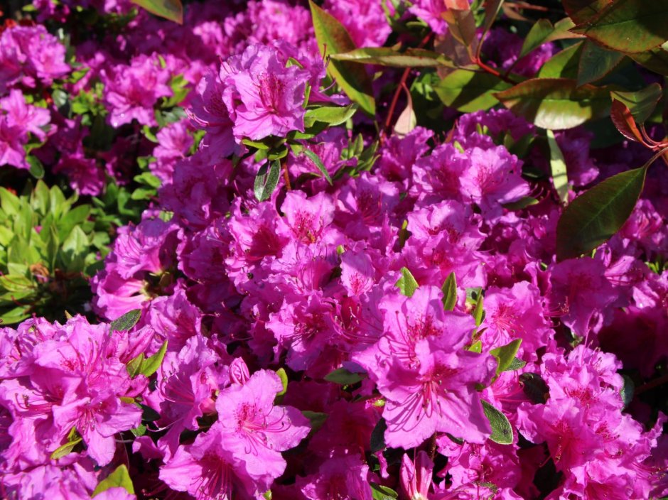 Rhododendron (AJ) 'Konigstein'