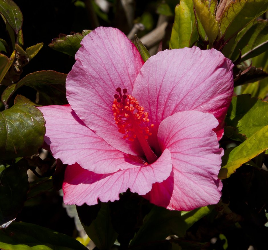 Гибискус (Hibiscus Rosa-sinensis)