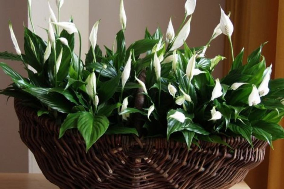 Спатифиллум Уоллиса (Spathiphyllum wallisii)