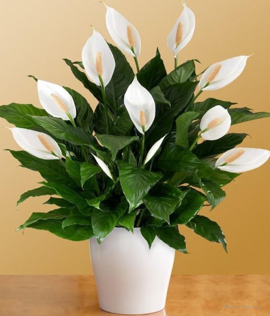 Спатифиллум (Spathiphyllum)