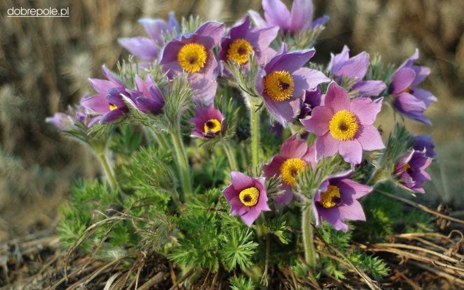 Прострел обыкновенный (Pulsatilla vulgaris &#96;Pinwheel Blue Violet Shades&#96;)