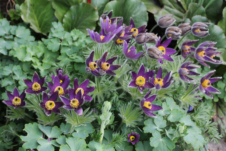 Anemone Pulsatilla vulgaris Alba