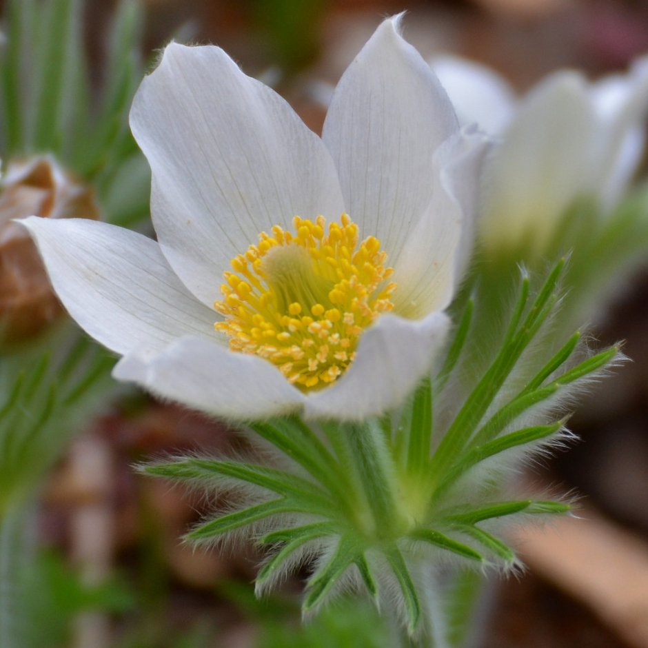 Прострел обыкновенный (Pulsatilla vulgaris)