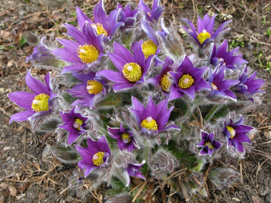 Pulsatilla Violet Bells