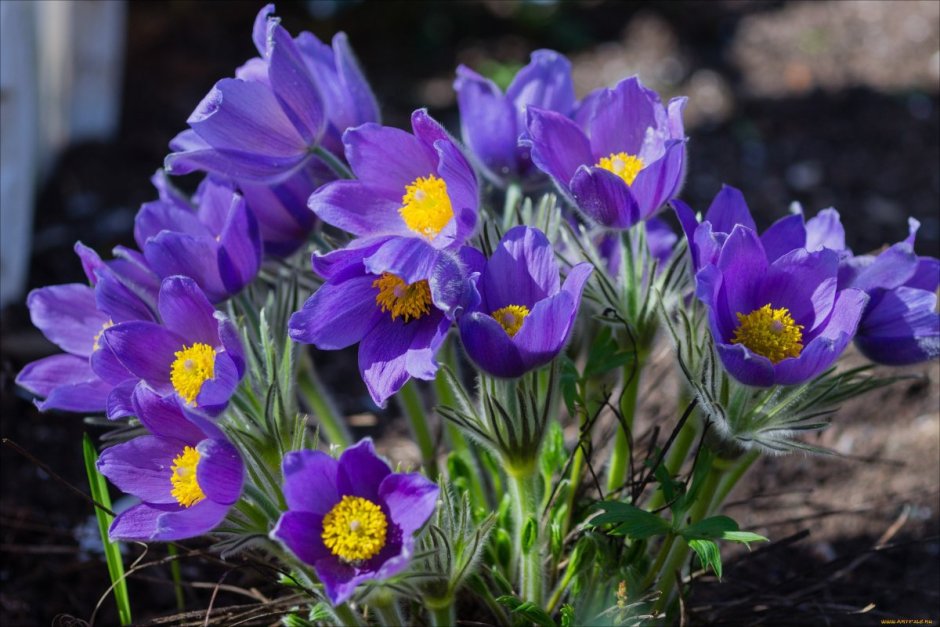 Anemone Pulsatilla цветок