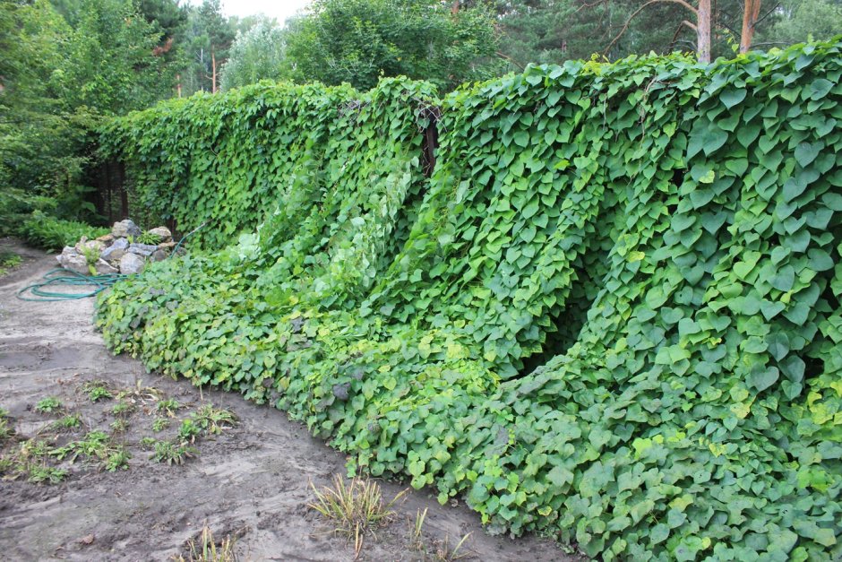 Луносемянник Даурский Амурский плющ