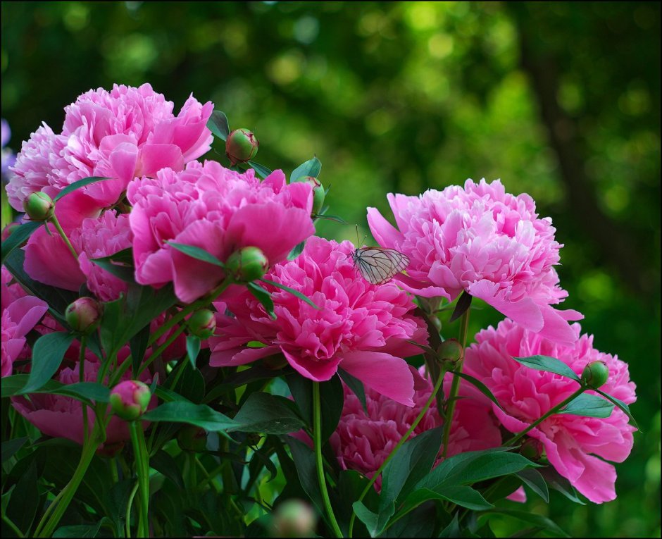 Цветы пионы самые красивые картинки