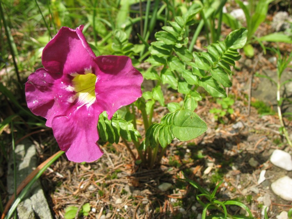 Инкарвиллея zhongdianensis