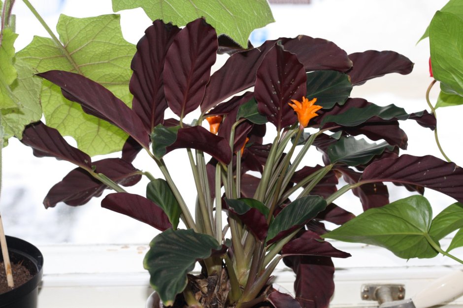 Calathea crocata цветок