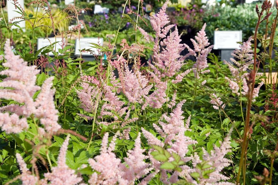 Astilbe japonica Peach Blossom