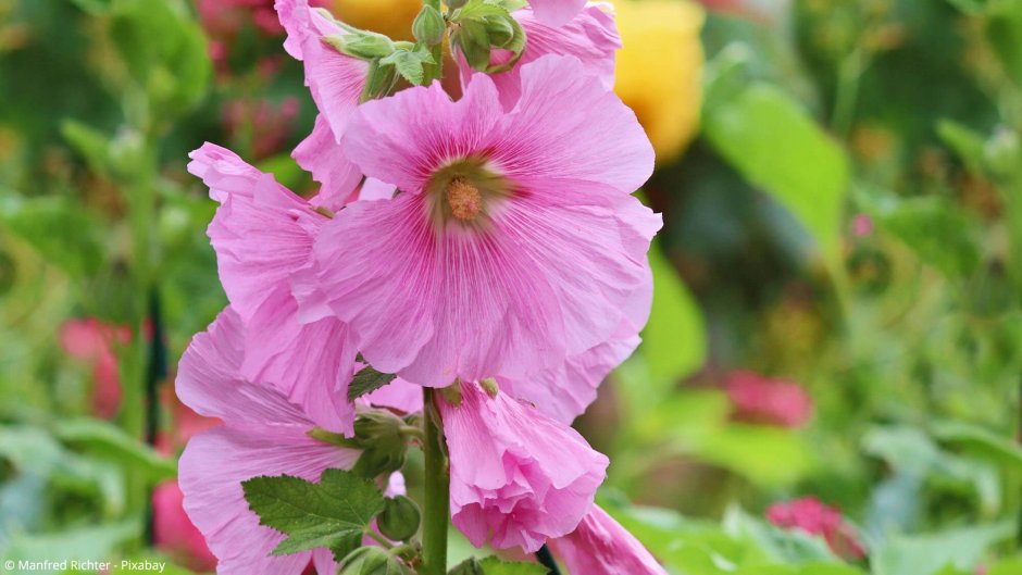 Hollyhock Мальва