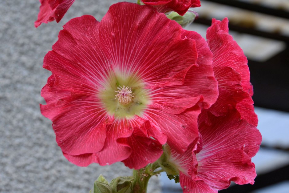 Hollyhock Мальва