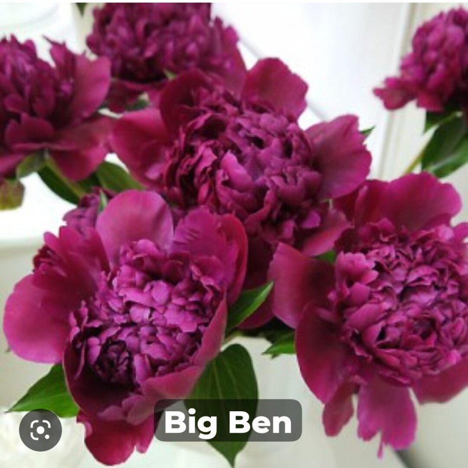 Пион молочноцветковый big Ben