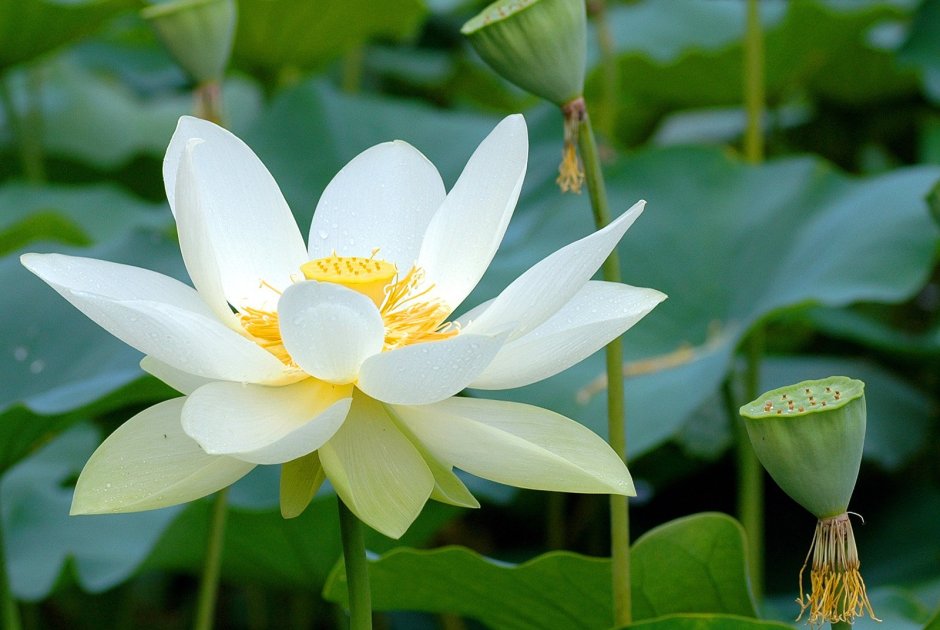 Лотос (Nelumbo)