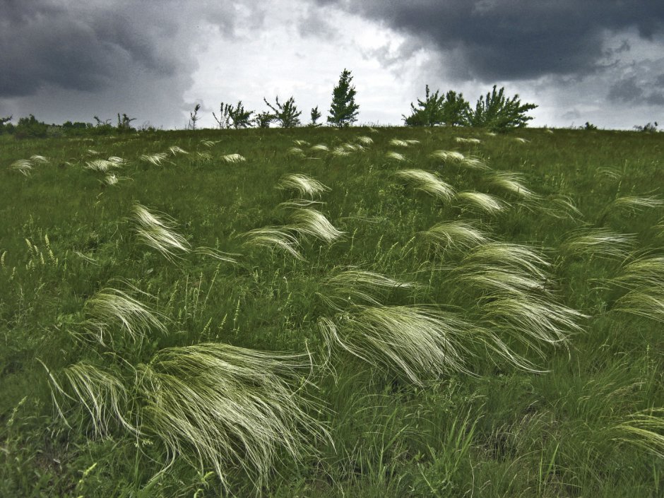 Stipa Rubens ковыль