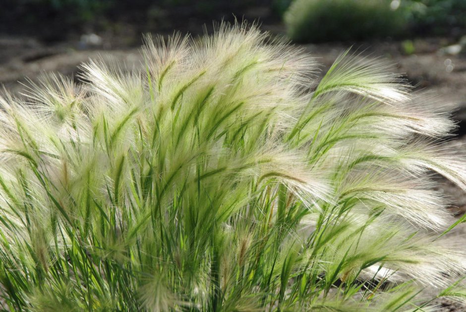 Ячмень гривастый (Hordeum jubatum)