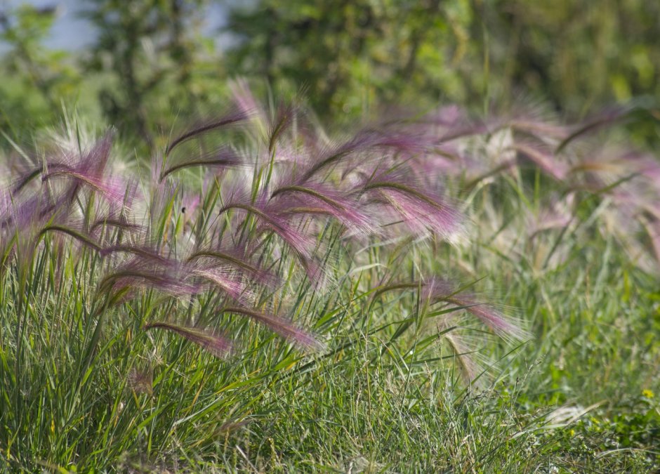 Ячмень гривастый (Hordeum jubatum)