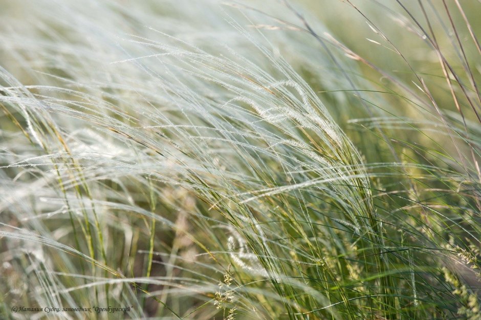 Ковыль Залесского – Stipa Zalesskii Wilensky