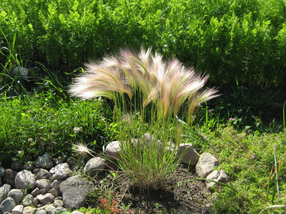 Ячмень гривастый (Hordeum jubatum)