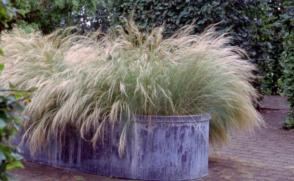 Ковыль Stipa tenuissima