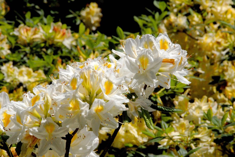 Rhododendron (AK) 'Persil'