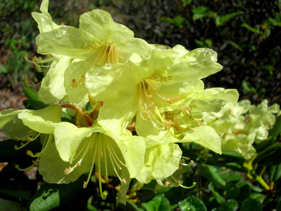 Рододендрон золотистый Rhododendron Aureum