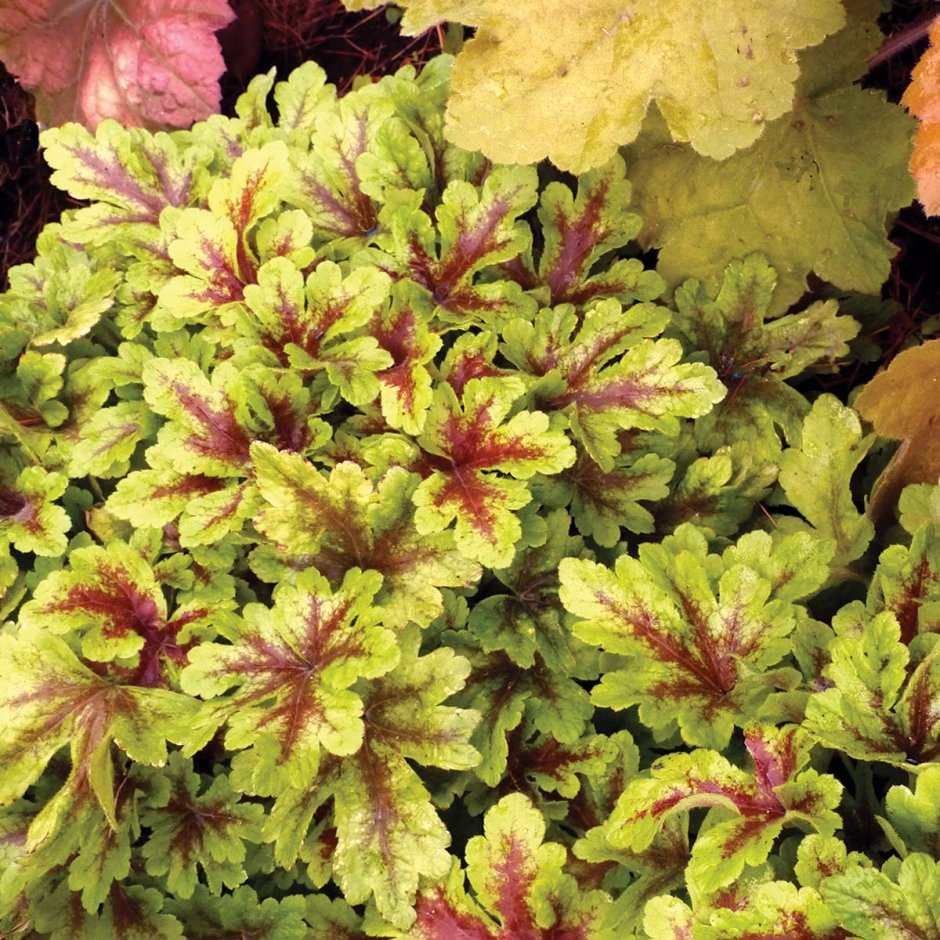 Гейхерелла (Heucherella &#96;Golden Zebra&#96;)