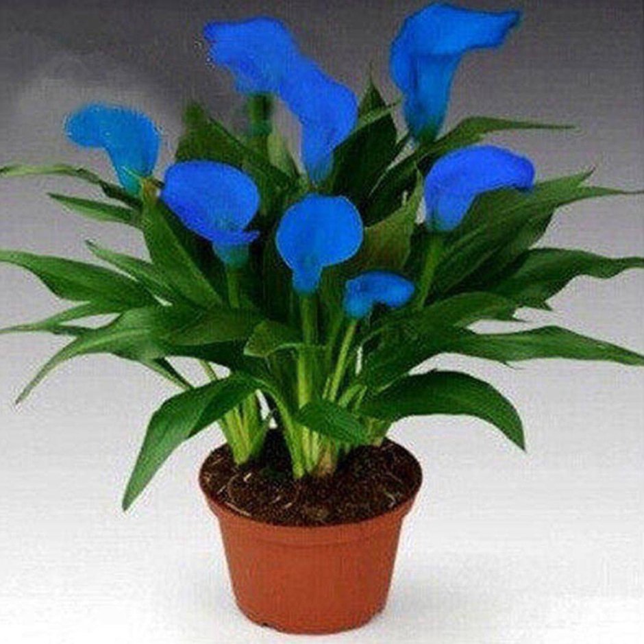 Синие горшечные цветы