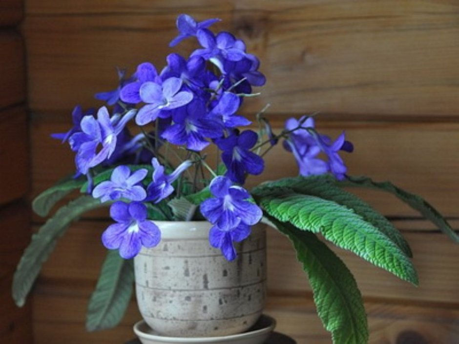 Streptocarpus rexii