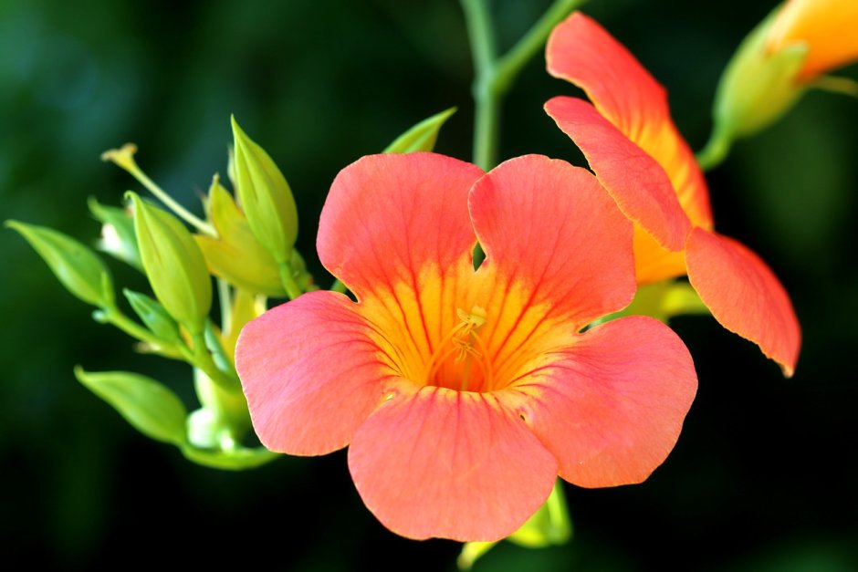 Оранжевые цветы граммофончиками