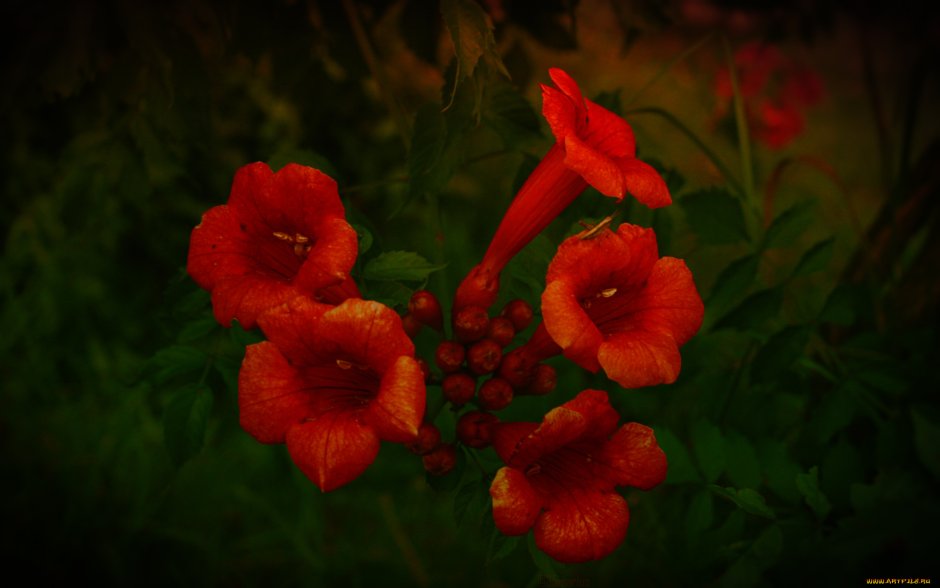 Красивые фото цветы ветки лианы кампсис