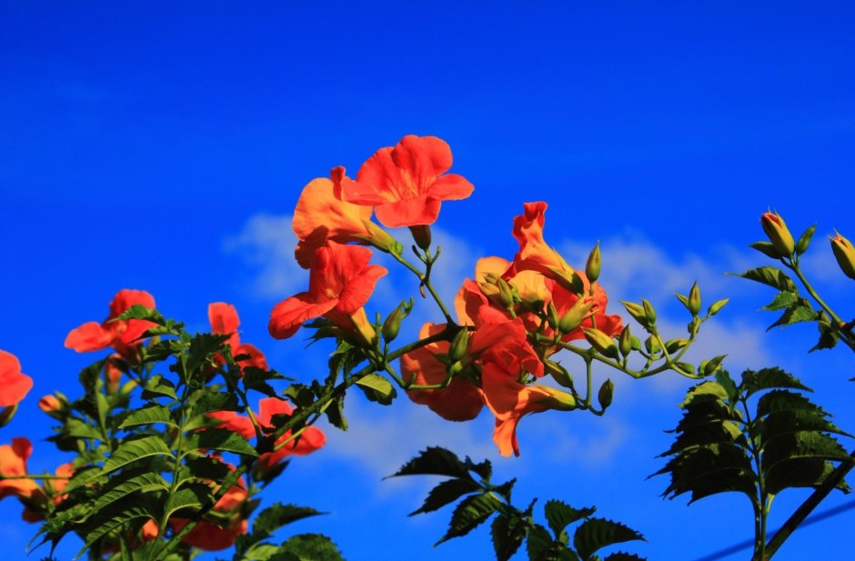 Красивые фото цветы ветки лианы кампсис